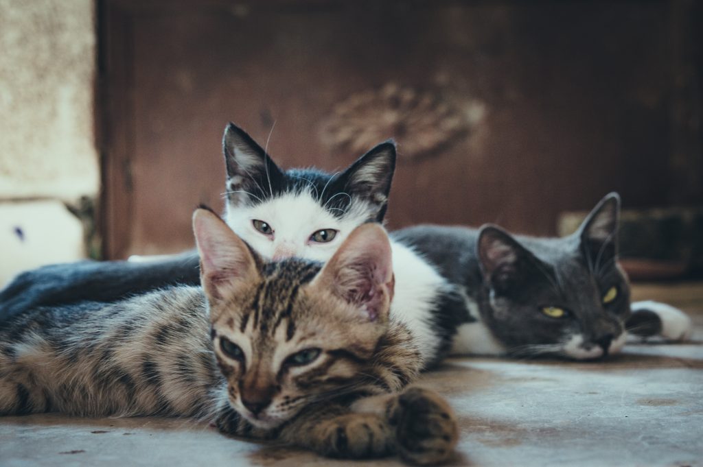 Drei Katzen liegen in einem Raum
